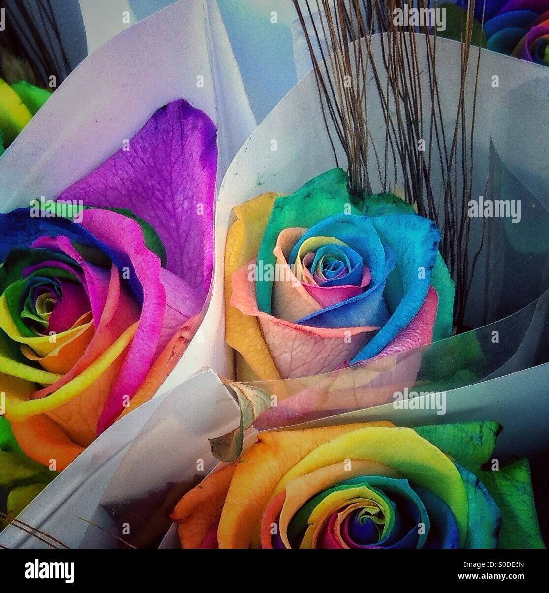 Colorful roses selling in Sant Jordi's day in Barcelona, Catalonia - Smartphone Captured Stock Image