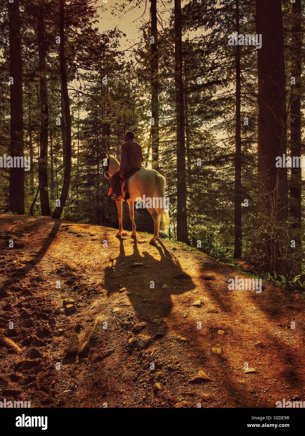 Man riding a white horse in the forest Stock Photo