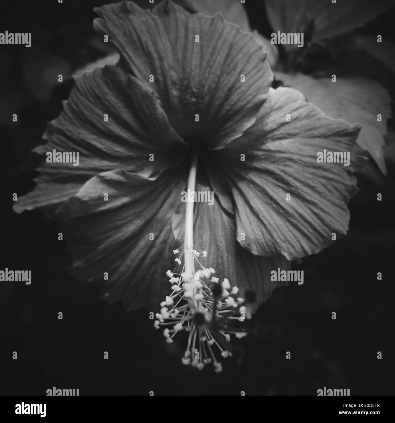 Black and white flower portrait. - Smartphone Captured Stock Image