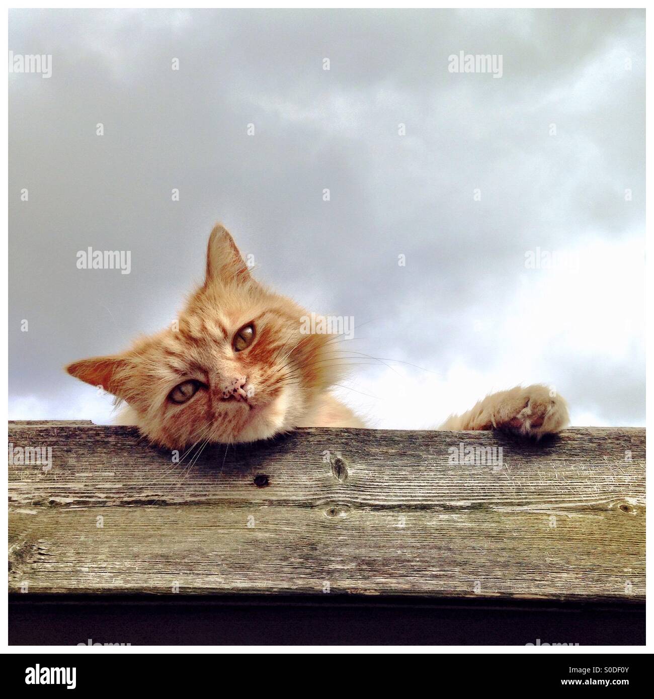 Cat laying on a shed roof with it's head hanging over the side looking
