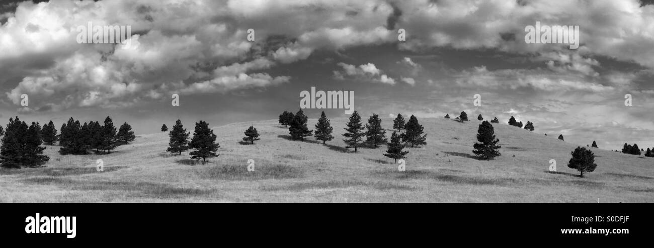 Pines and hillsides, Panorama, South Dakota Stock Photo