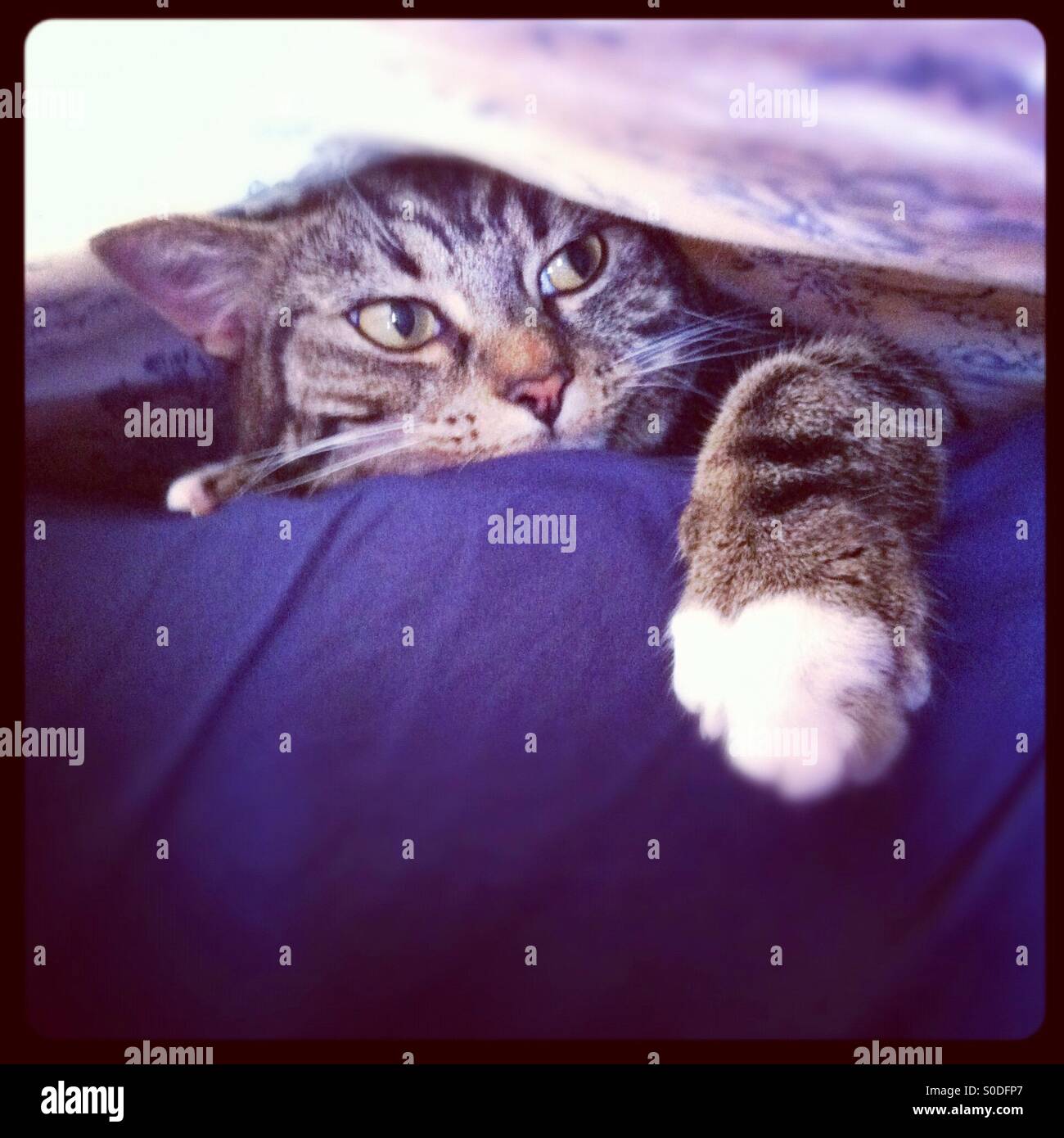 Cat under the covers Stock Photo Alamy