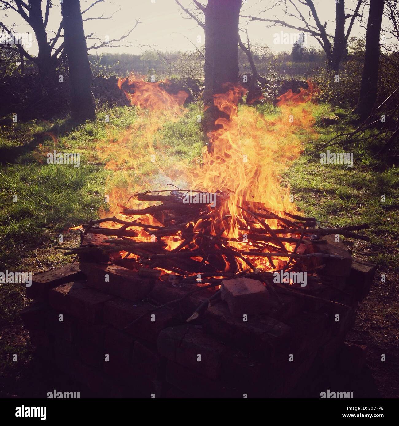 Woodland camp fire burning fiercely. Hampshire, England. Stock Photo