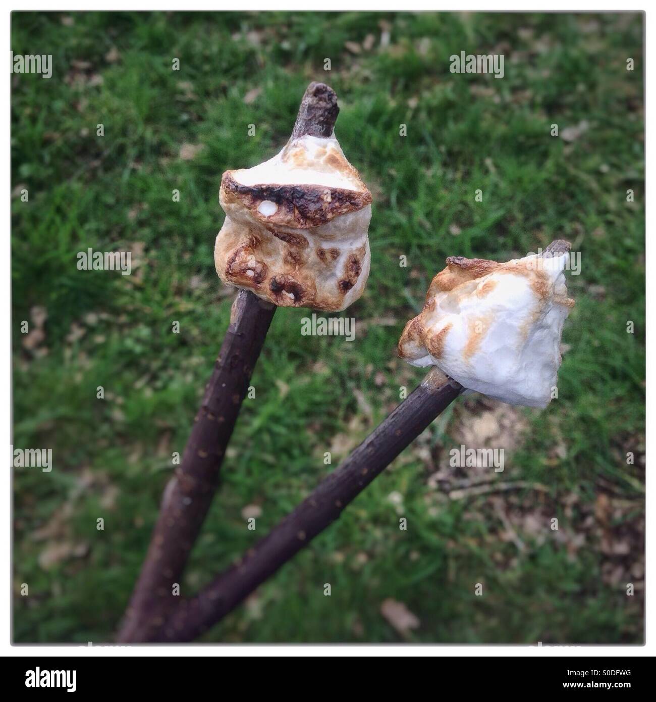 Toasted marshmallows on a stick - Smartphone Captured Stock Image