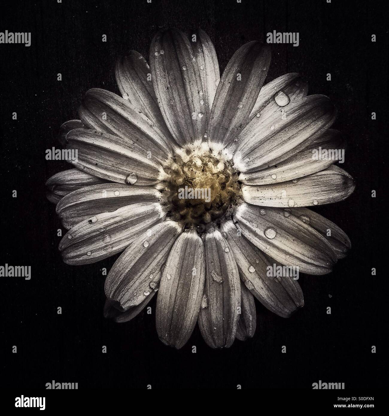 Daisy backwards flower - Smartphone Captured Stock Image