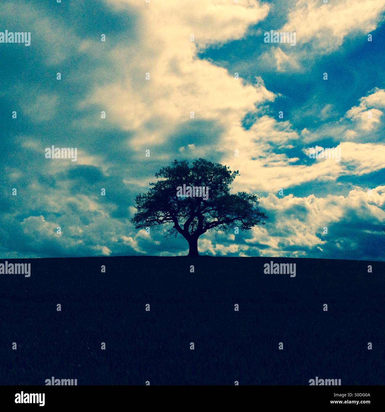 Oak tree and cloudy sky hi-res stock photography and images - Alamy