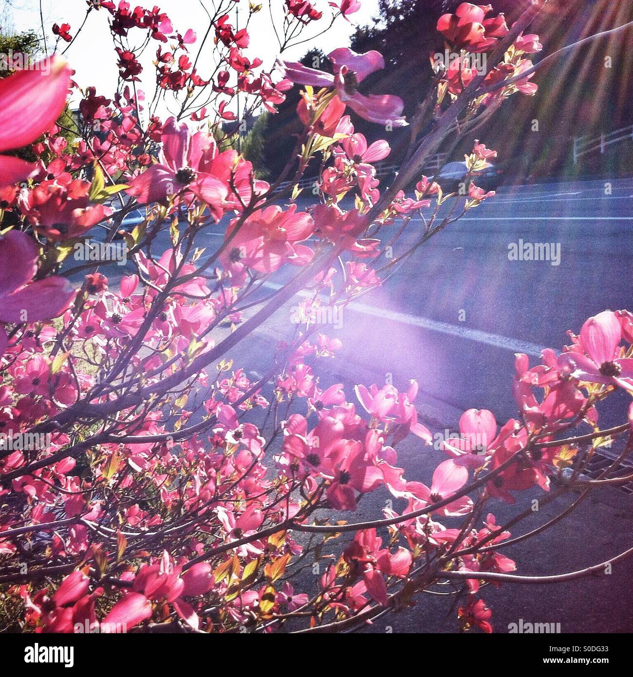 Rays of sun shining through the blooming spring tree Stock Photo