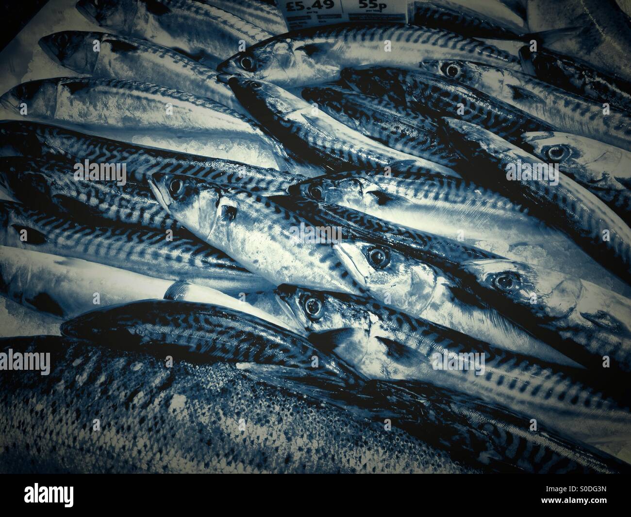 Mackerel And Sardines Stock Photos & Mackerel And Sardines Stock Images ...