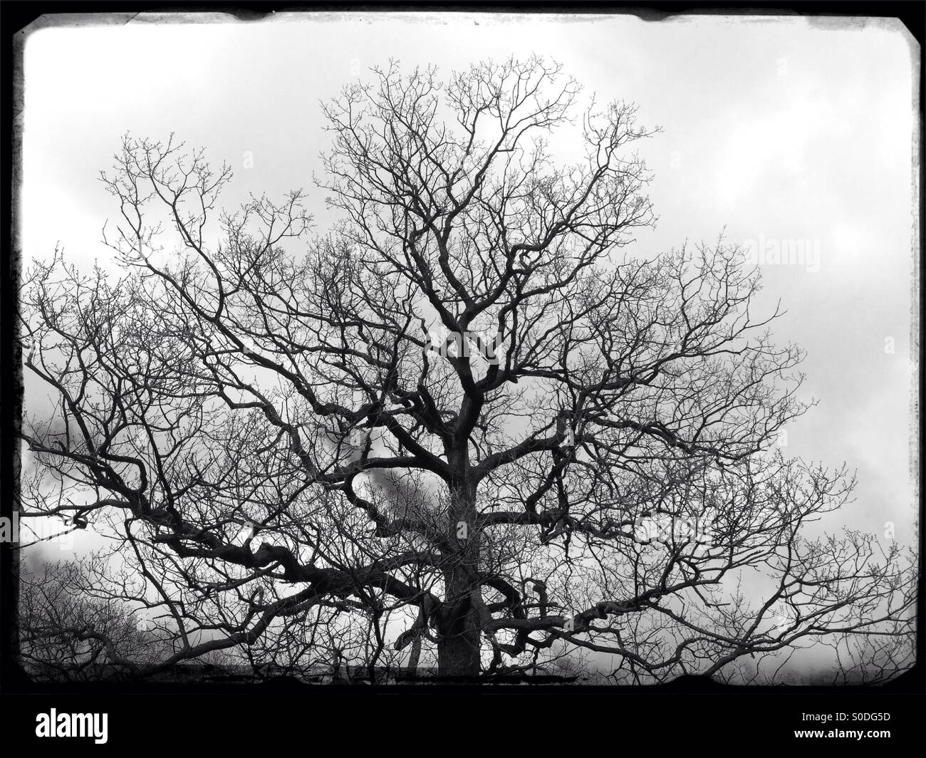 Black and white tree silhouette hi-res stock photography and images - Alamy