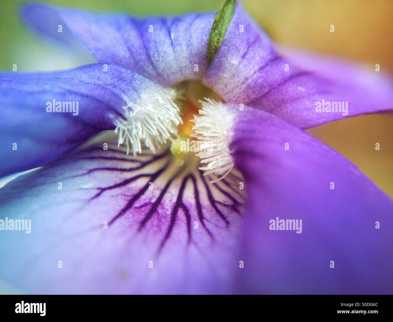 Violet flower - Smartphone Captured Stock Image