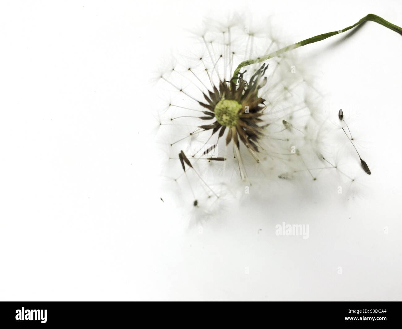 dried dandelion head - Smartphone Captured Stock Image