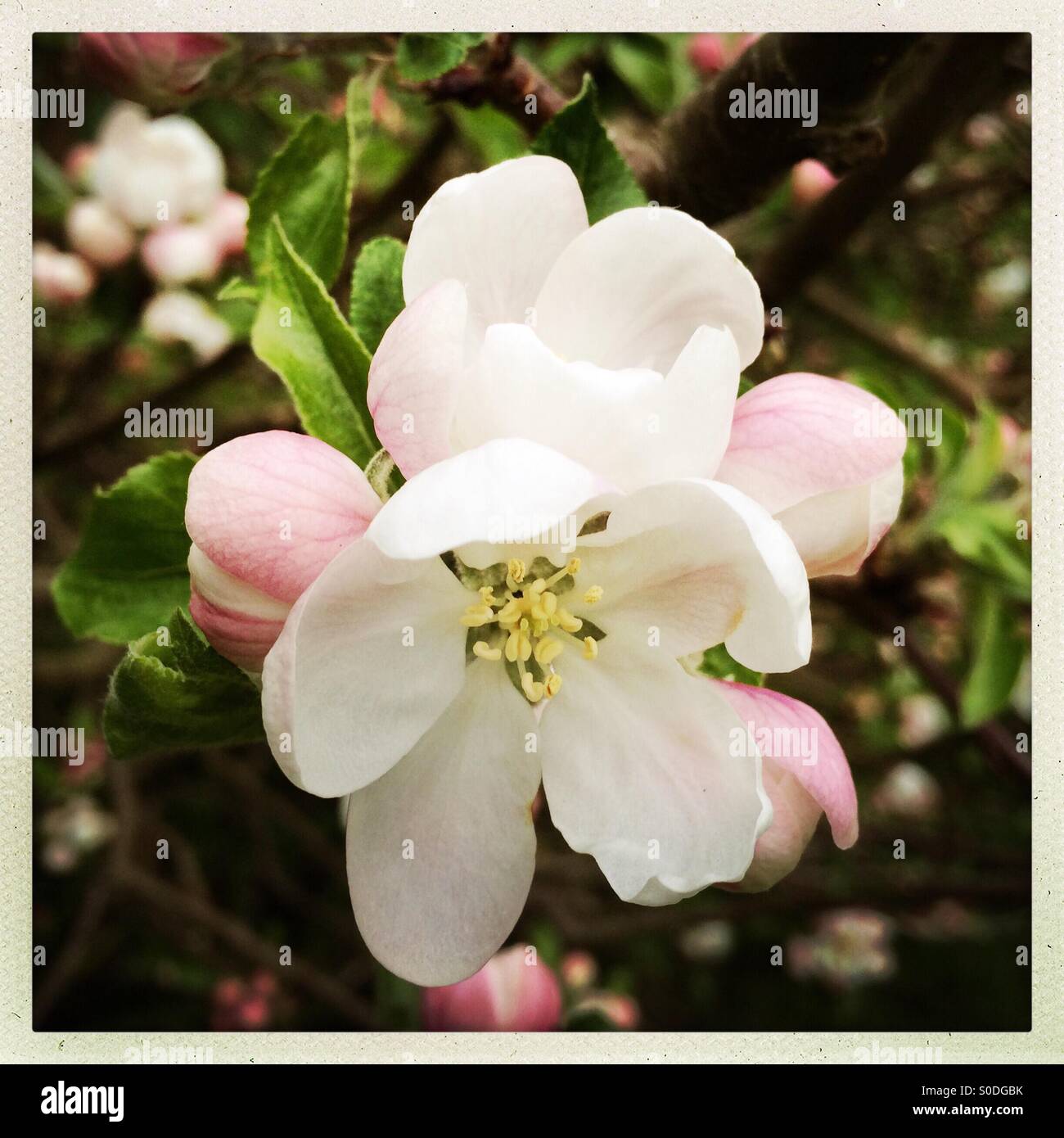 Apple Blossom Flowers - Smartphone Captured Stock Image