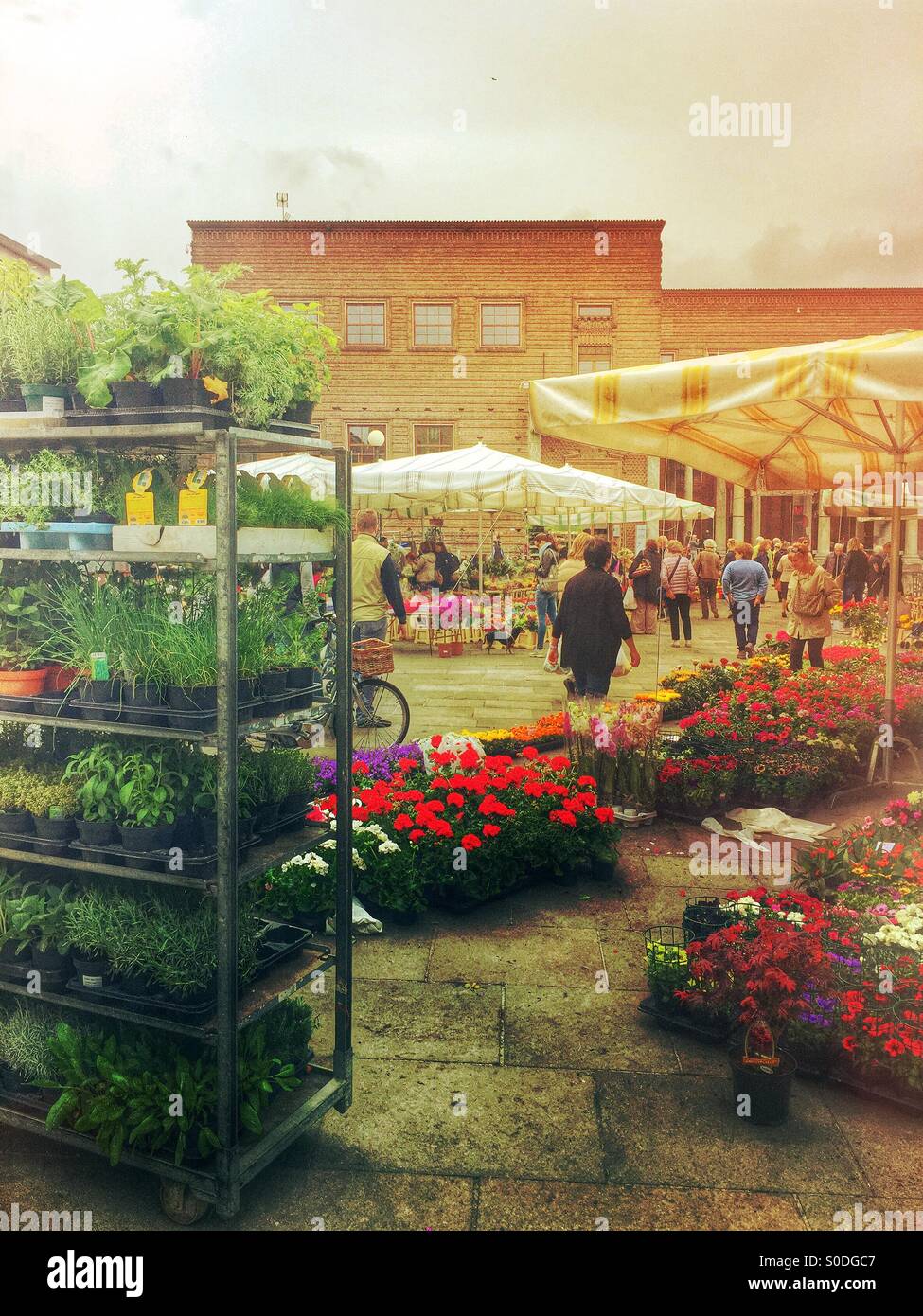Street flower market Italy - Smartphone Captured Stock Image