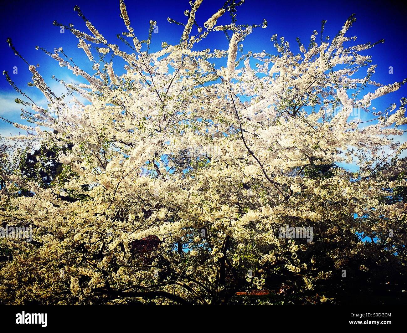 Central Park, NYC - Smartphone Captured Stock Image