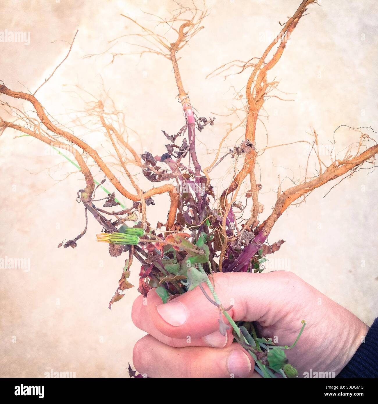 Hand holding weeds that have just been pulled out of the ground - Smartphone Captured Stock Image
