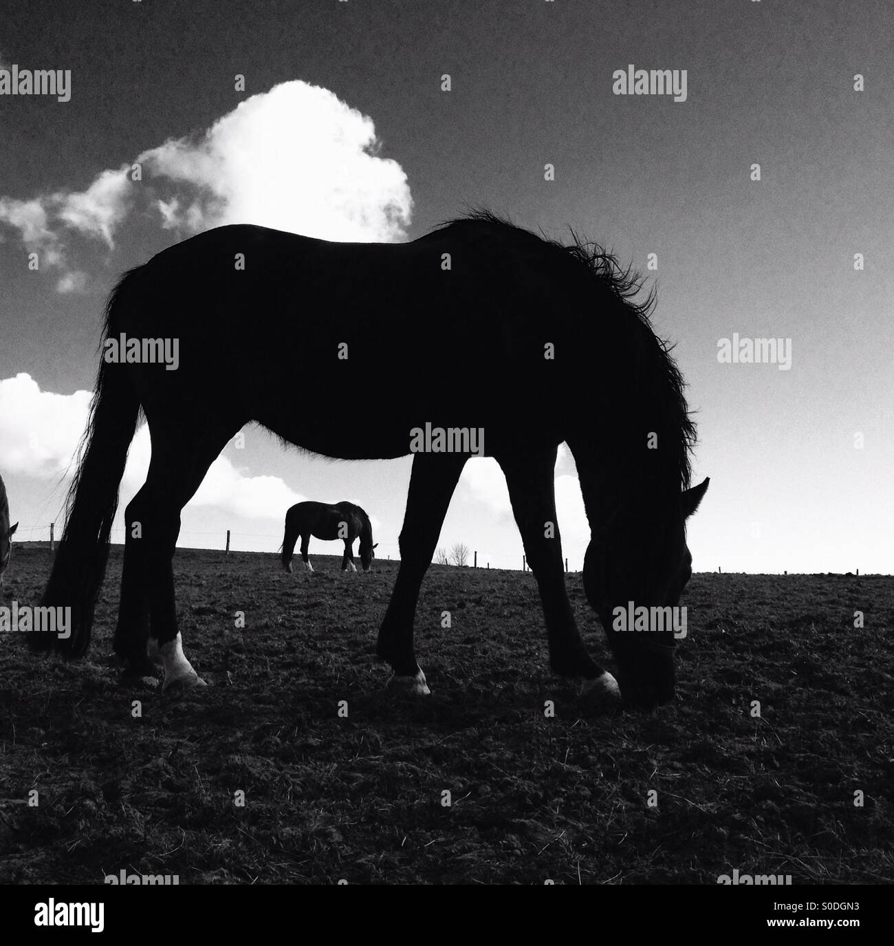 Horses in silhouette. - Smartphone Captured Stock Image