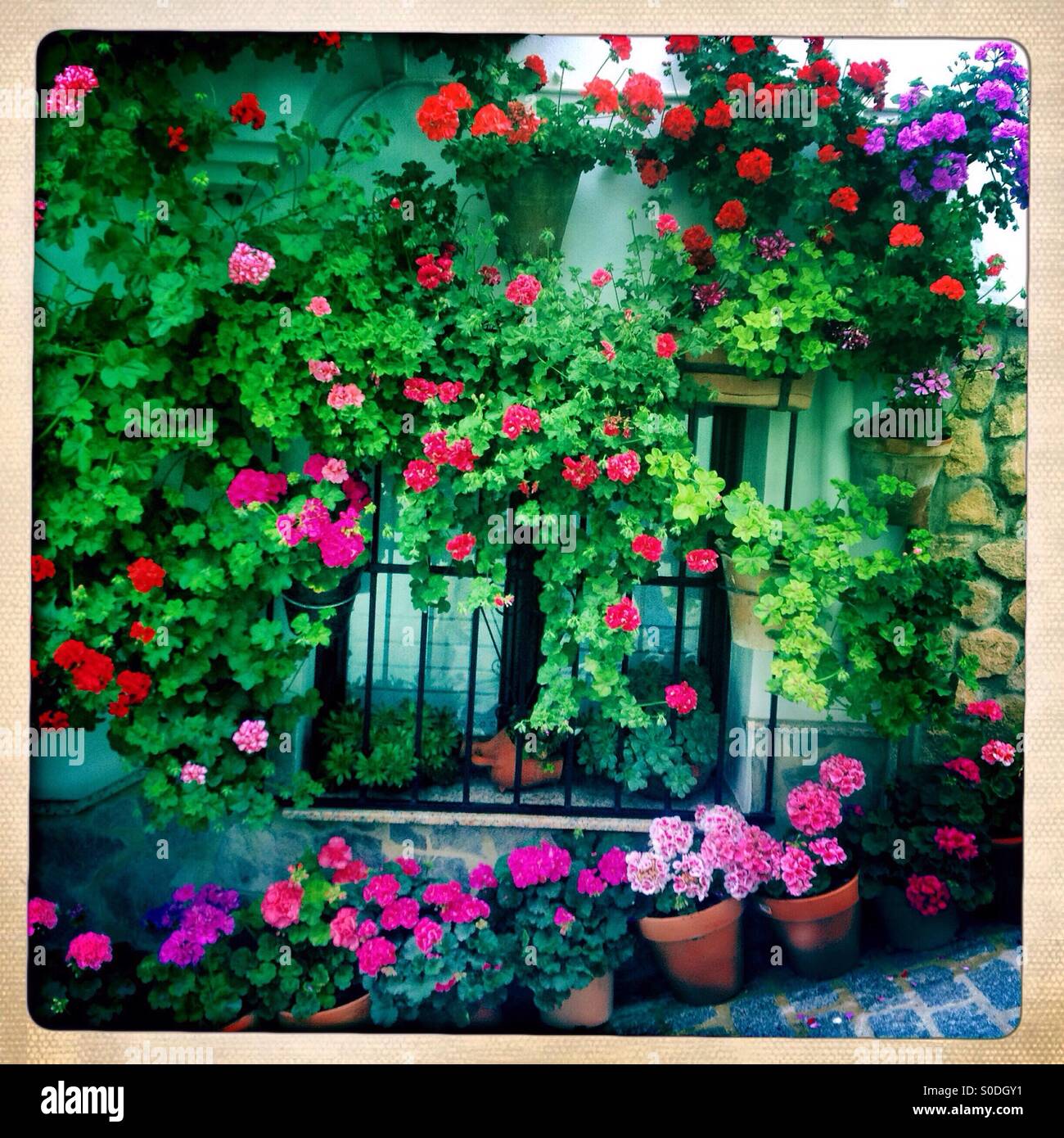 Geranium flower pots decorate a window in the white village of El Gastor, Sierra de Cadiz, Andalusia, Spain - Smartphone Captured Stock Image