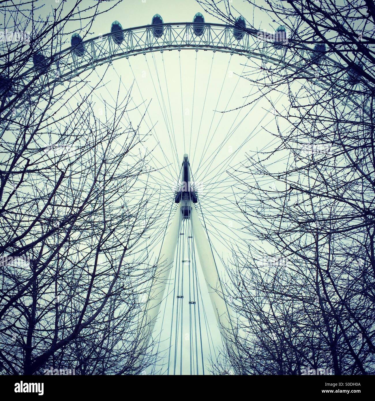 Looking up through the trees at the London Eye Stock Photo