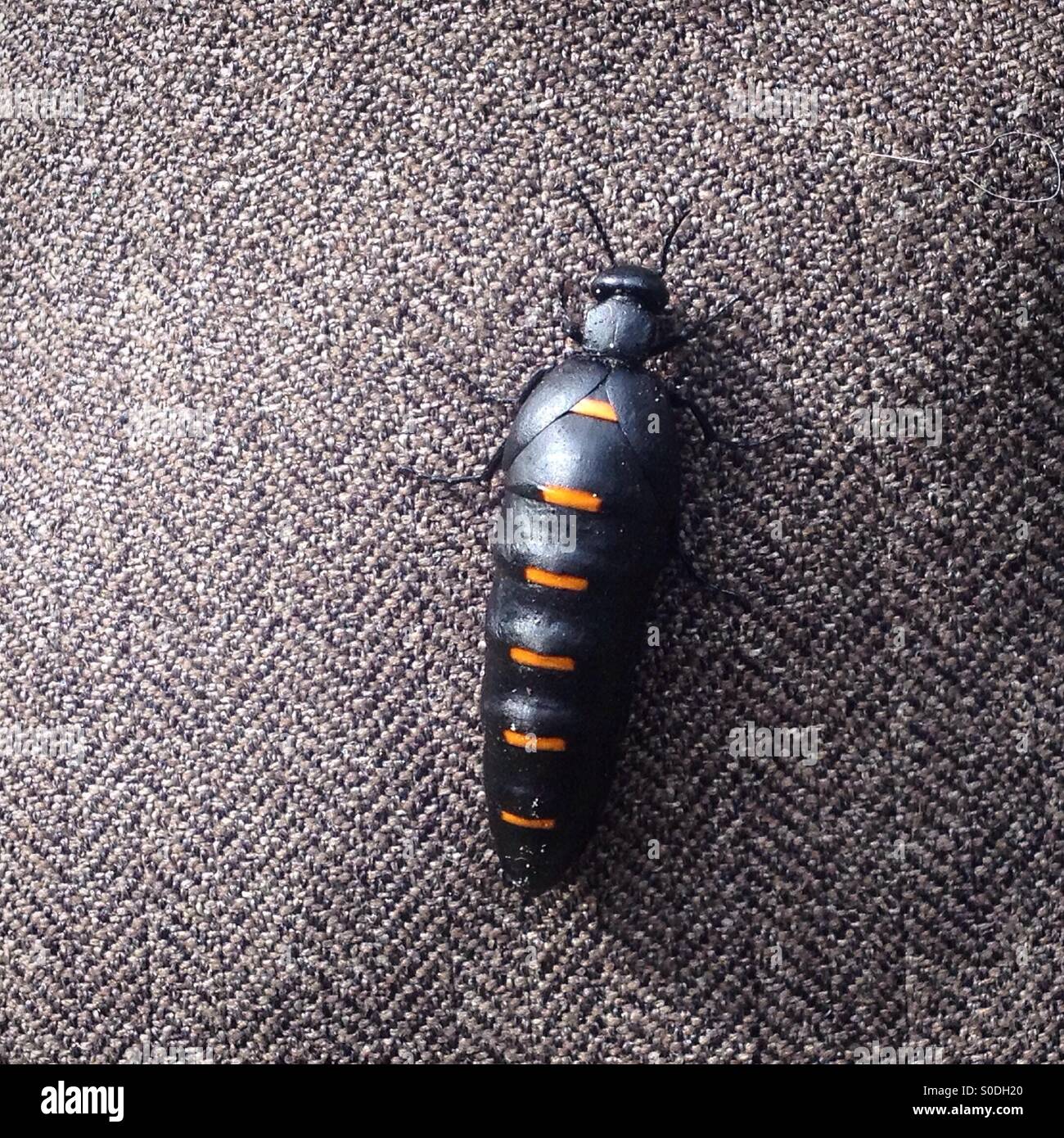 A Meloe Majalis insect, known as oil beetle walks on a person trousers  in Prado del Rey, Sierra de Cadiz, Andalusia, Spain - Smartphone Captured Stock Image
