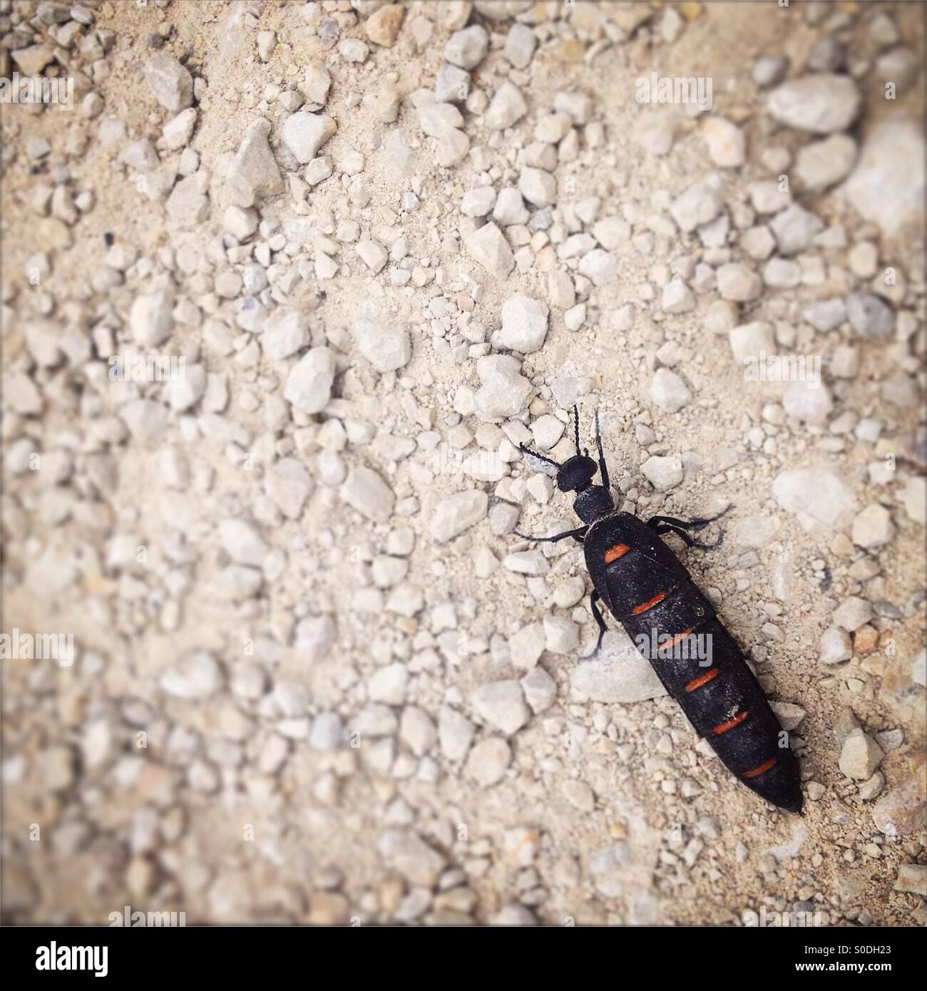 A Meloe Majalis, known as oil beetle, crosses a dirt road  in Prado del Rey, Sierra de Cadiz, Andalusia, Spain - Smartphone Captured Stock Image