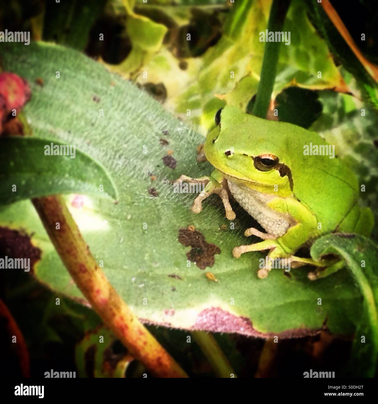 An Iberian green frog perchs on a grass field  in Prado del Rey, Sierra de Cadiz, Andalusia, Spain - Smartphone Captured Stock Image