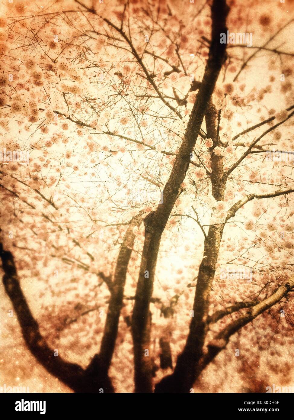 Vintagey looking Pink cherry blossom tree backlit by sunlight. - Smartphone Captured Stock Image