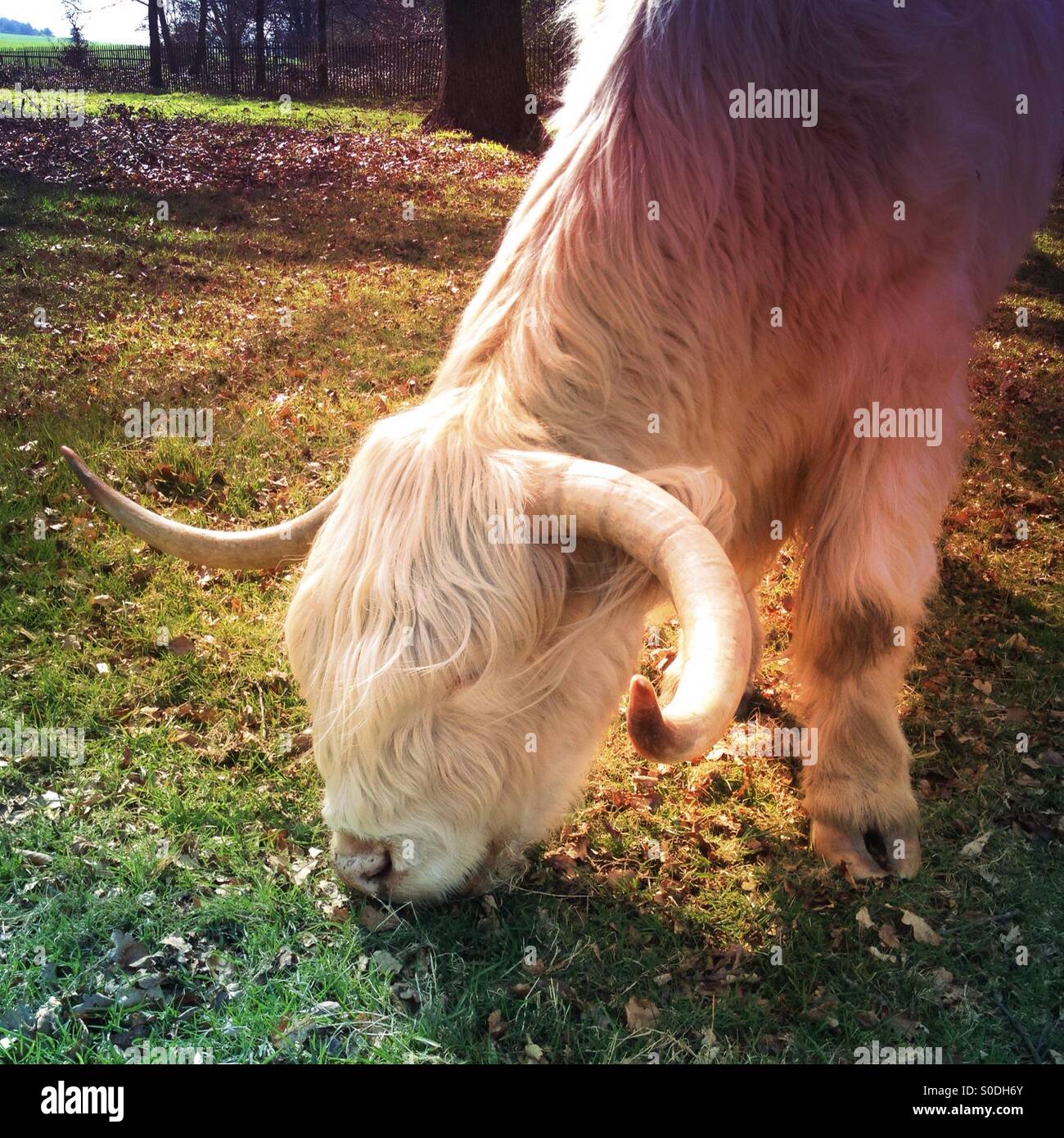 Highland cattle - Smartphone Captured Stock Image