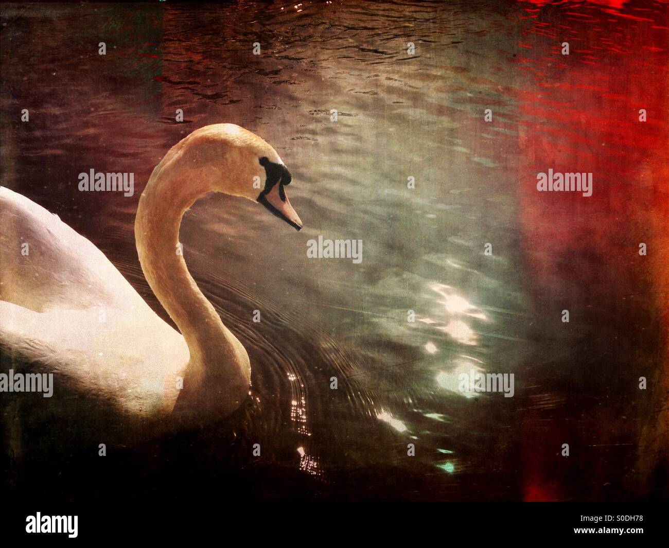 Swan on river - Smartphone Captured Stock Image