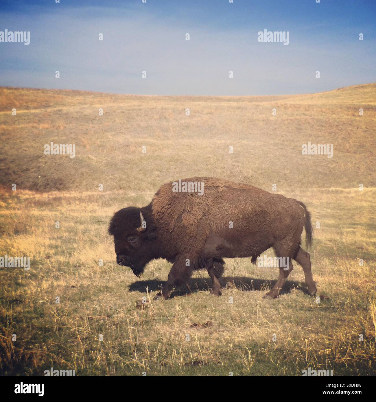 Wild Bison, in golden grass, Custer State Park, South Dakota - Smartphone Captured Stock Image