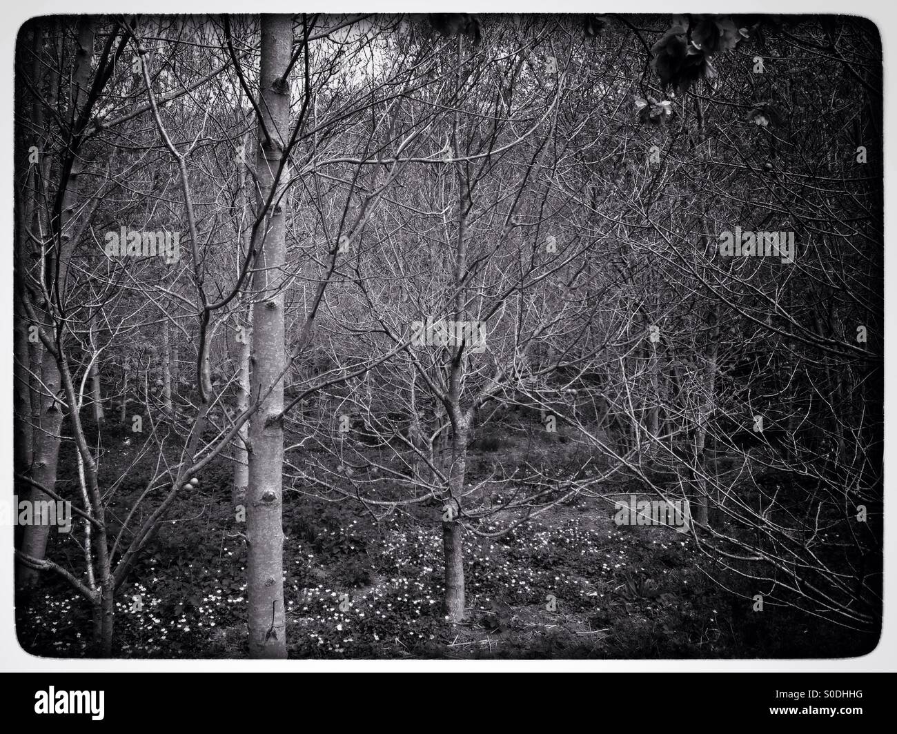 Vintage style black and white springtime woodland scene with soft light filtering through trees: Phillip Roberts - Smartphone Captured Stock Image