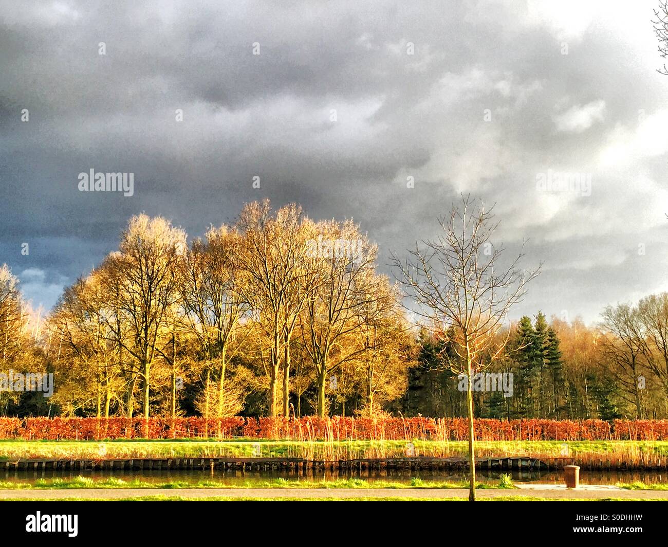 Dramatic Sky over Trees in the Sun - Smartphone Captured Stock Image Dramatic Sky over Trees in the Sun - Smartphone Captured Stock Image