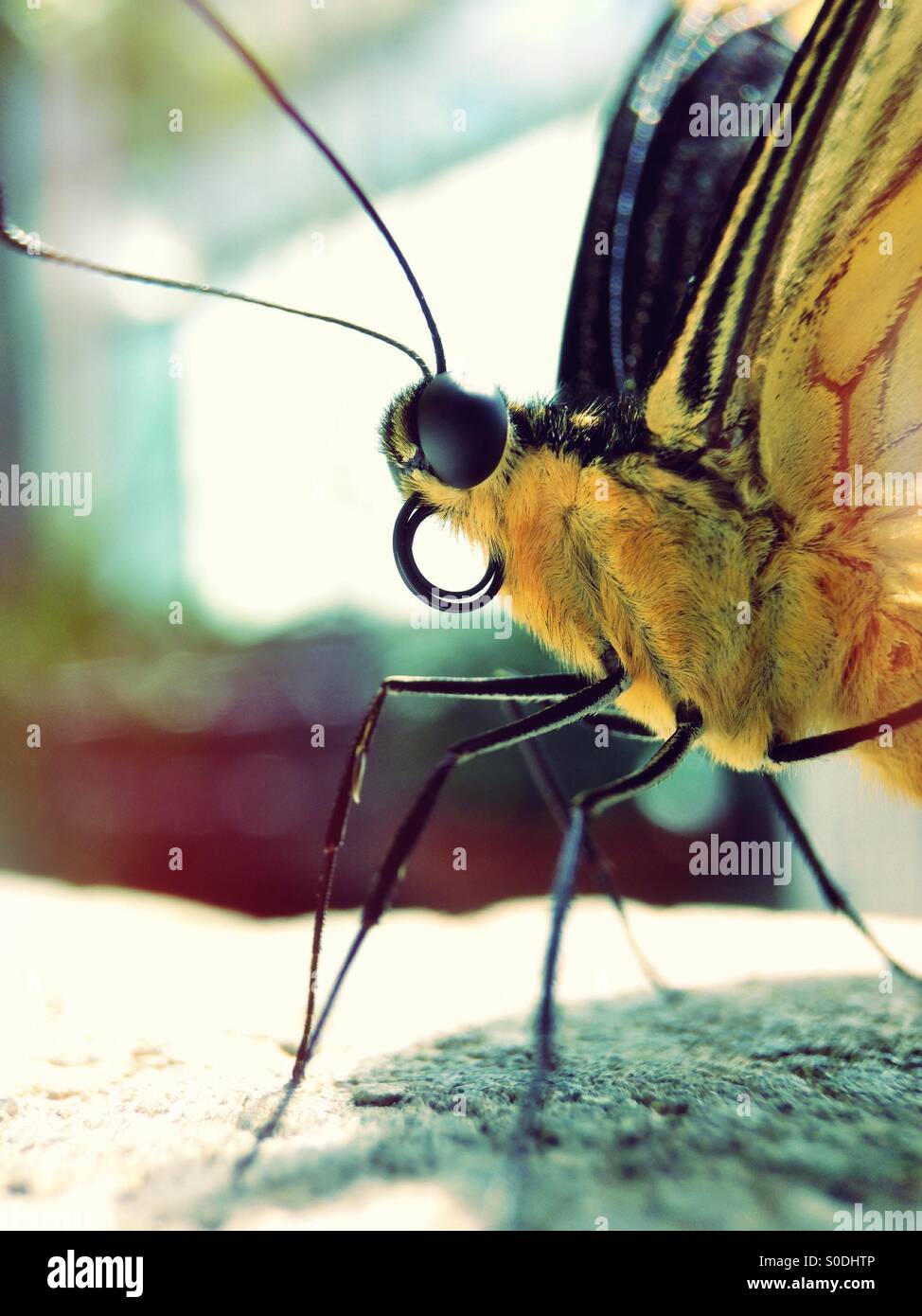 Butterfly close up - Smartphone Captured Stock Image