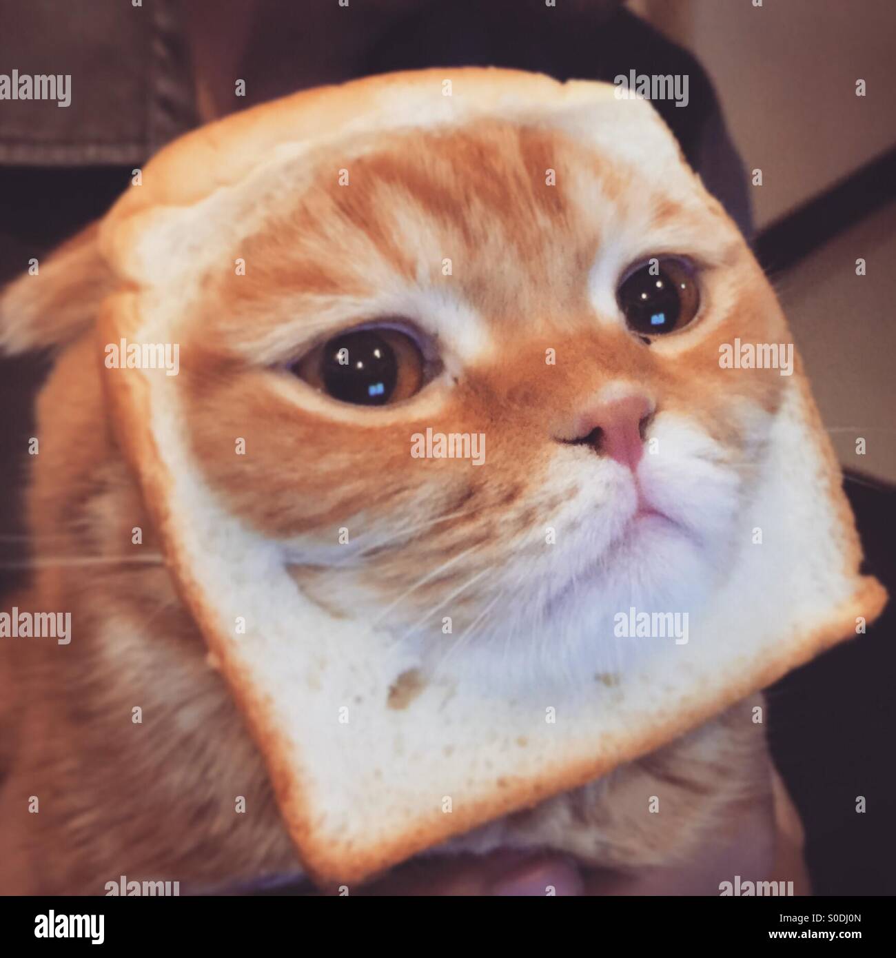 A cat in a bread Stock Photo