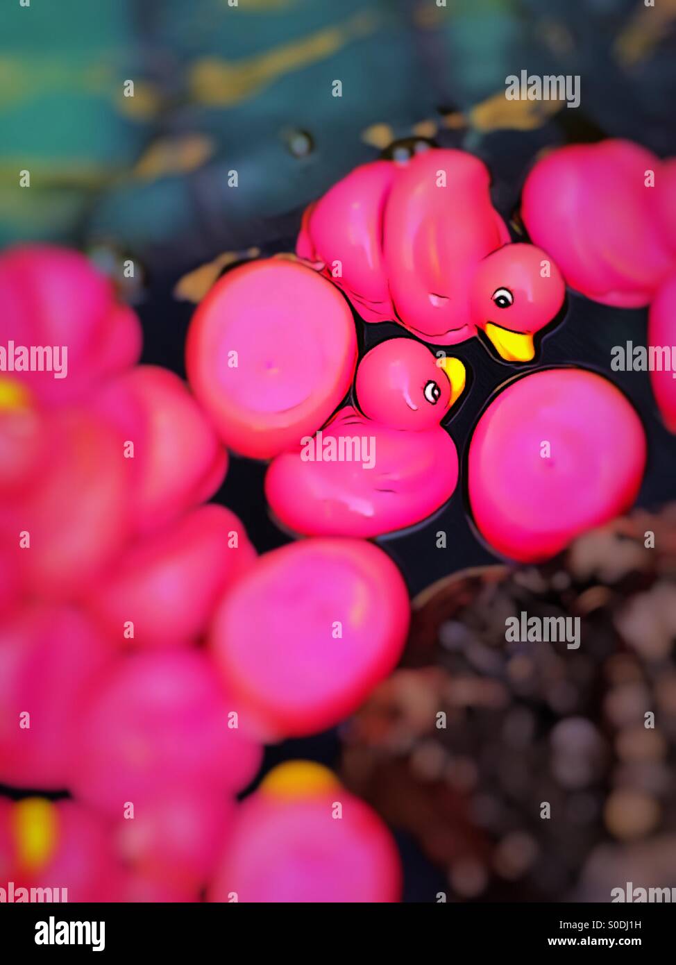 Pink Rubber Duckies Stock Photo