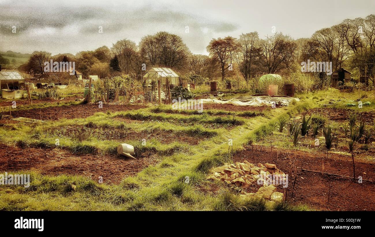 Allotments, UK Stock Photo 310086165 Alamy