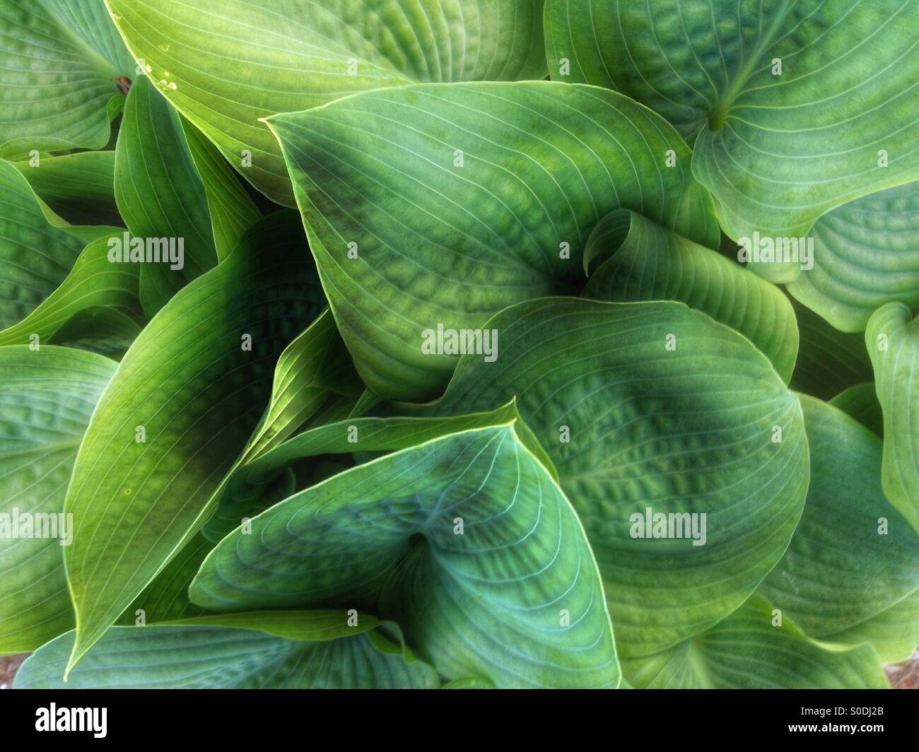 Hosta (2). - Smartphone Captured Stock Image