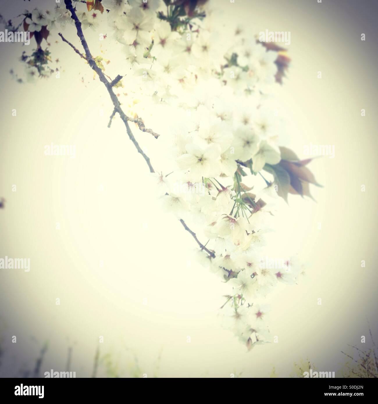 Cherry tree in bloom Stock Photo Alamy