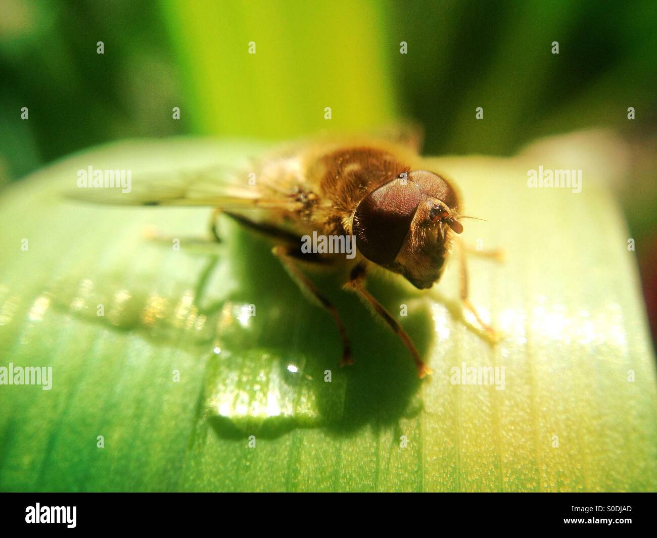 Hover fly on tulip leaf - Smartphone Captured Stock Image