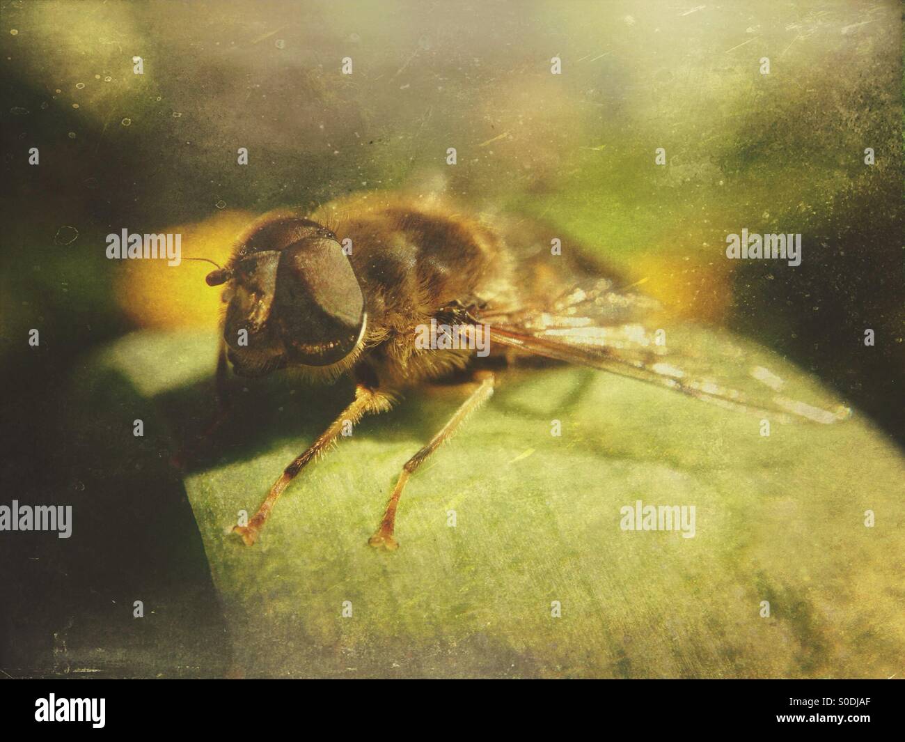 Hover fly on tulip leaf - Smartphone Captured Stock Image