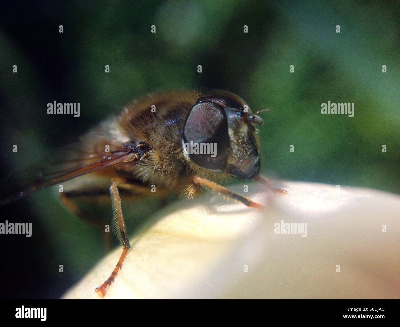 Hover fly on tulip leaf - Smartphone Captured Stock Image