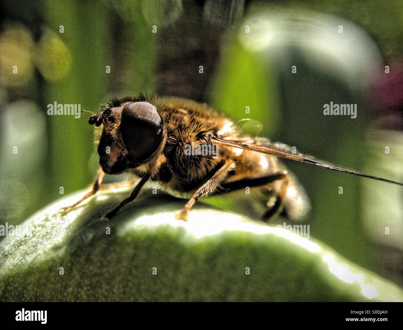 Hover fly on tulip leaf - Smartphone Captured Stock Image
