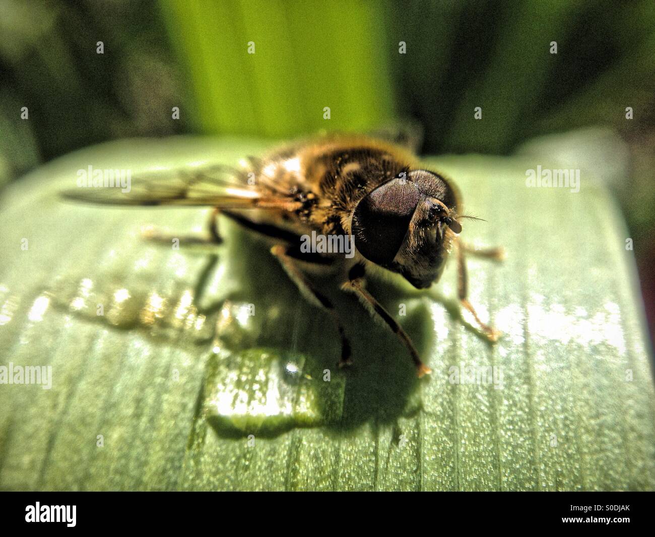 Hover fly on tulip leaf - Smartphone Captured Stock Image