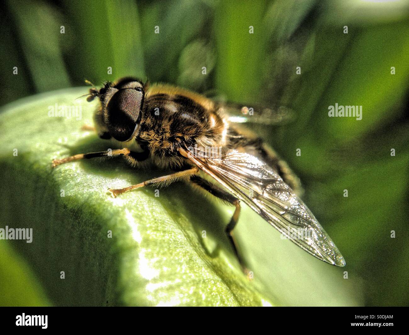 Hover fly on tulip leaf - Smartphone Captured Stock Image
