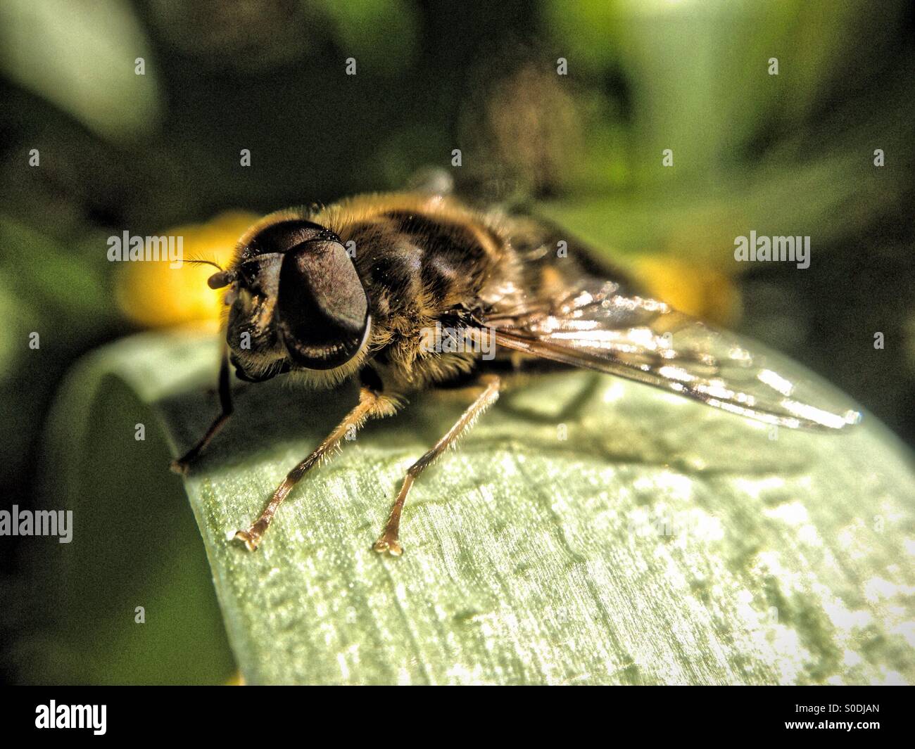 Hover fly on tulip leaf - Smartphone Captured Stock Image