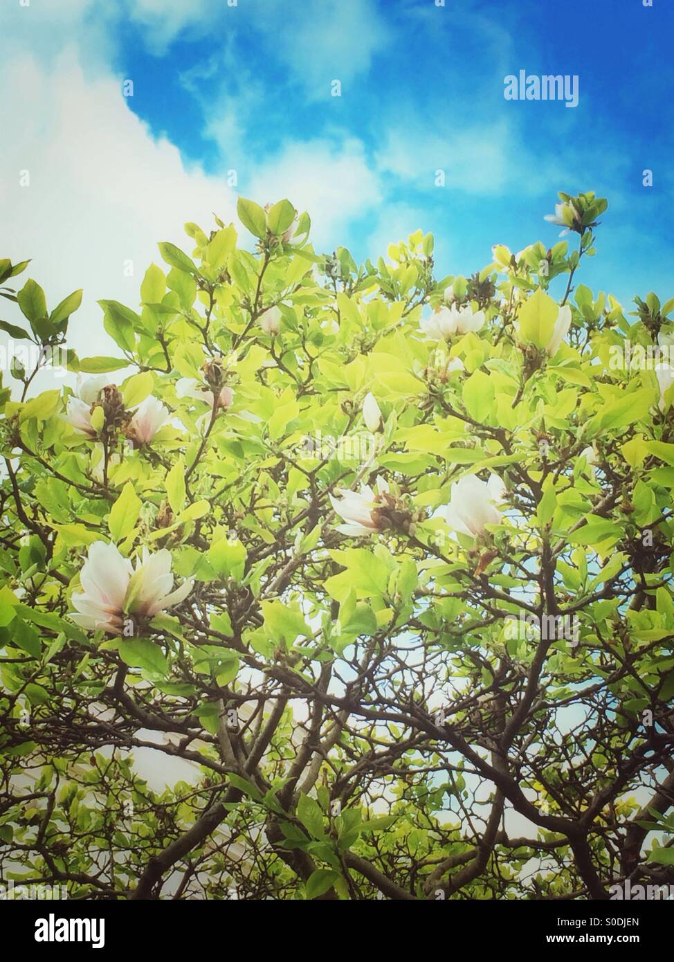 Magnolia flowers tree Stock Photo