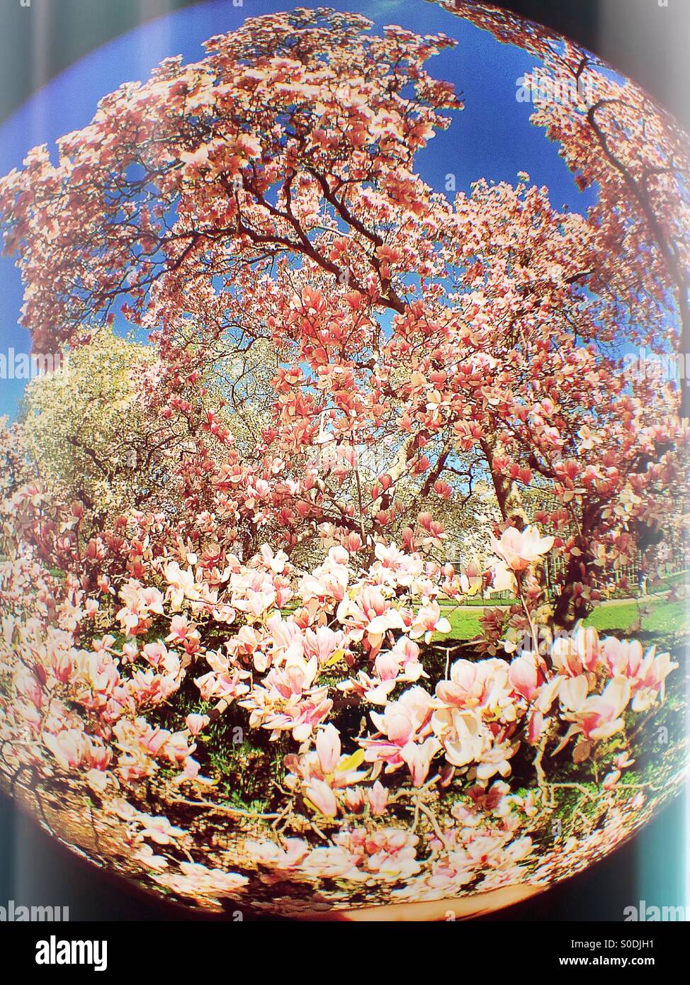 Blooms and blossoms in Central Park - Smartphone Captured Stock Image
