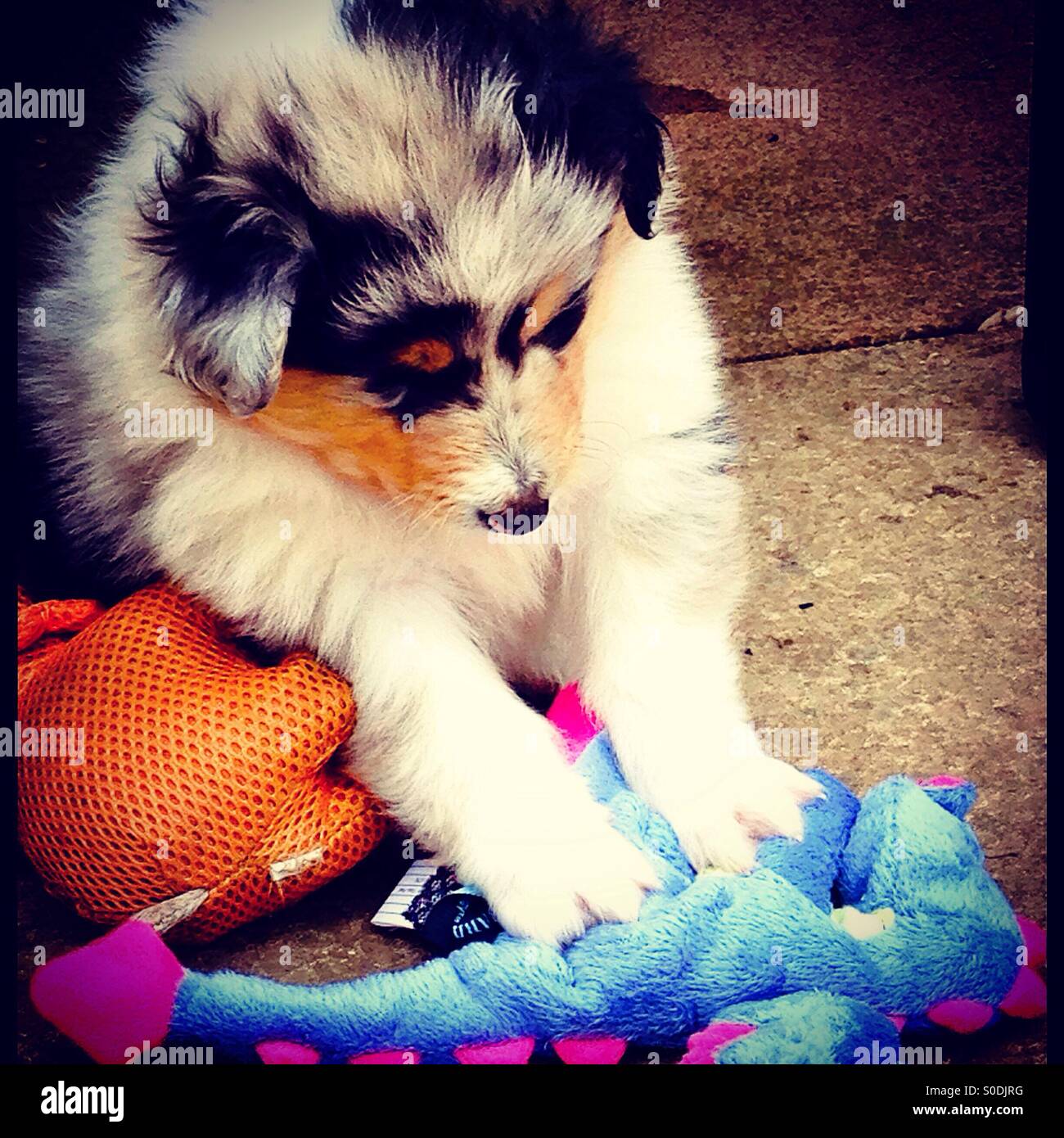 Rough Collie puppy playing with toy dragon. Stock Photo