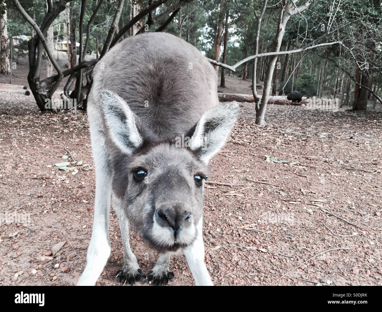Curious kangaroo Australia Stock Photo