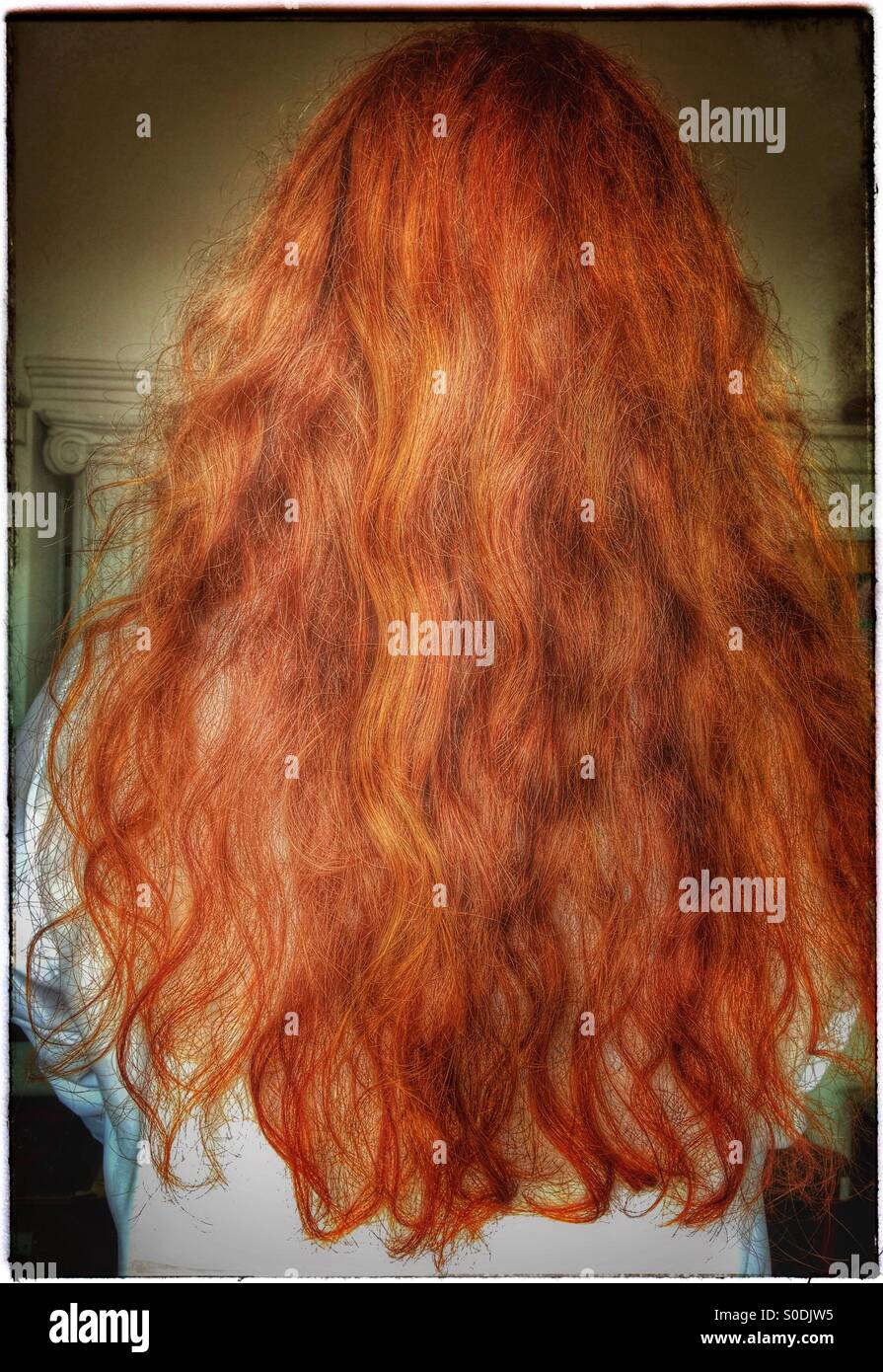Young man with long red hair seen from behind. Stock Photo