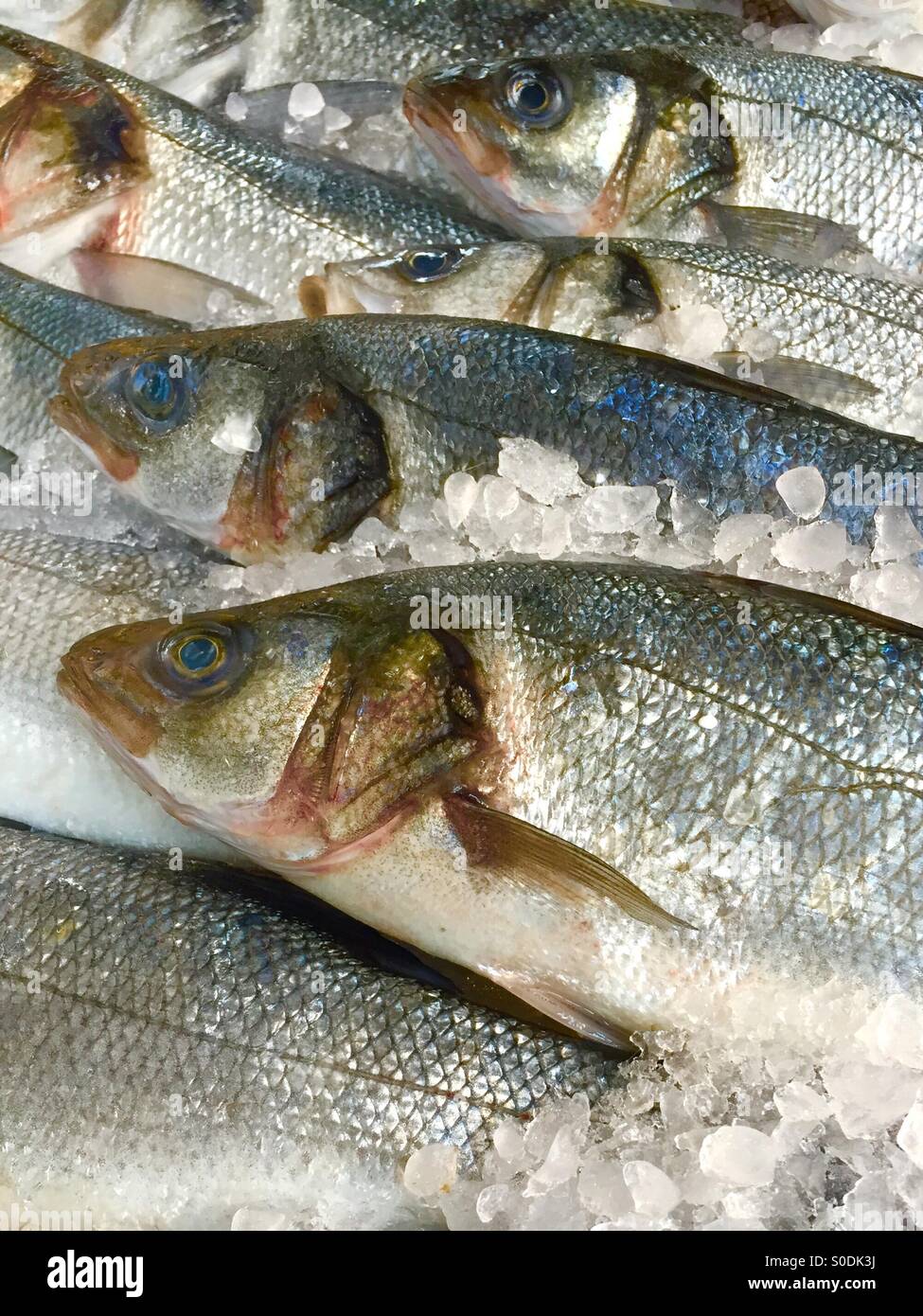 Fish on ice - Smartphone Captured Stock Image